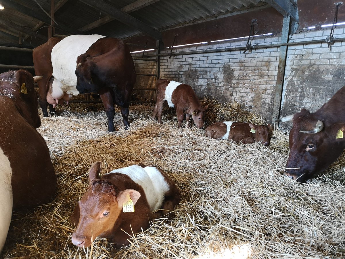 En zo zijn er opeens 3 kalfjes bijgekomen. Alles gezond en mooi!
