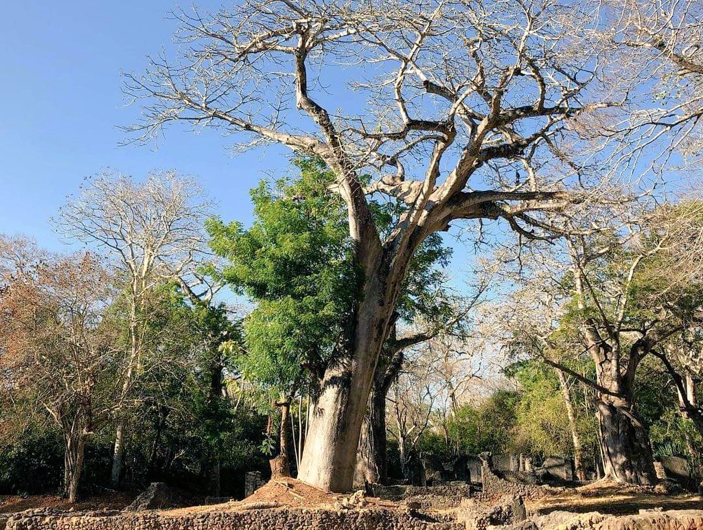 MalindiTours's tweet photo. #RuinsofGedi
#MalindiKenya
#MalindiToursandTravel https://t.co/HXZIY4fvho