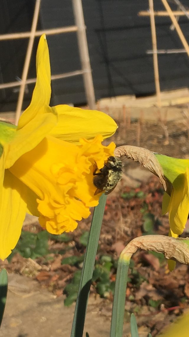 Terrible pic but proof that I saw a hairy footed flower bee today. Bring on spring 💚🐝