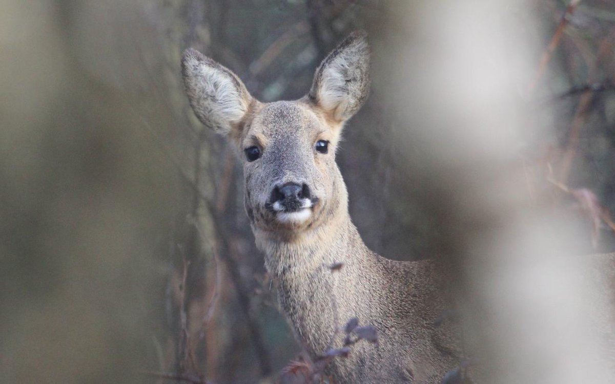 Roe doe this morning <a href="/NewForestNPA/">New Forest NPA</a> <a href="/Tracking_Signs/">Forest Tracker 🇺🇦</a> <a href="/JoLangb/">Jochen Langbein2</a> @wildlife_uk <a href="/NatureUK/">NatureUK</a> @BBCCountryfile <a href="/BBCSpringwatch/">BBC Springwatch</a> <a href="/WildlifeMag/">BBC Wildlife</a> @NewForestNP <a href="/iNatureUK/">iNatureUK</a> @TheDailyDeer