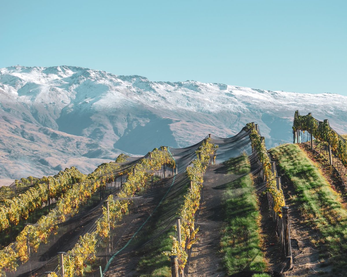 New Zealand Wine Europe (@nzwineeurope) on Twitter photo These are our Wineries at <a href="/ProWein/">ProWein</a> 2019 who are showing wines from Central Otago:
<a href="/AkaruaWine/">Kathryn Pettit</a>
<a href="/joiynz/">JOIY Wines</a>
<a href="/CloudyBay/">Cloudy Bay</a>
<a href="/GibbstonValley/">GibbstonValleyWinery</a>
#JovalFamilyWines
<a href="/RockFerryWines/">Rock Ferry Wines</a>
#Hall9StandE36 #nzwine #CentralOtagoWine These are our Wineries at <a href="/ProWein/">ProWein</a> 2019 who are showing wines from Central Otago:
<a href="/AkaruaWine/">Kathryn Pettit</a>
<a href="/joiynz/">JOIY Wines</a>
<a href="/CloudyBay/">Cloudy Bay</a>
<a href="/GibbstonValley/">GibbstonValleyWinery</a>
#JovalFamilyWines
<a href="/RockFerryWines/">Rock Ferry Wines</a>
#Hall9StandE36 #nzwine #CentralOtagoWine