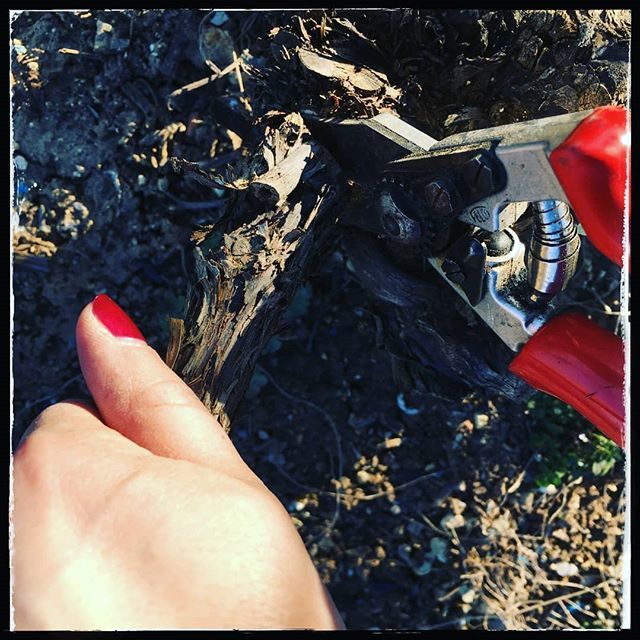 Red nails &amp; red scissors... Nathalie prunes with style! / Ongles et sécateur rouge... La classe dans les vignes ! 
#champagne #cramant #grandcru #growerchampagne #blancdeblancs #instachampagne #ilovechampagne #cotedesblancs #extrabrut #jvignier #champ #b… ift.tt/2NmobHa