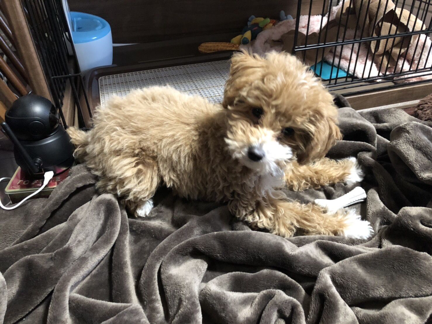 やしろあずき 犬が首をかしげる仕草 最強にかわいいし犬に首をかしげさせるだけで戦争とか終わる気がする あとついにトリミング解禁されたので今度初トリミングしてきます きなこ進化 T Co U3afbhqed9 Twitter