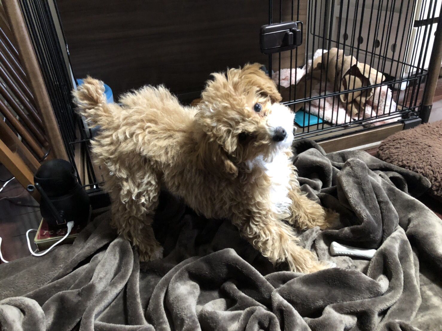 やしろあずき 犬が首をかしげる仕草 最強にかわいいし犬に首をかしげさせるだけで戦争とか終わる気がする あとついにトリミング解禁されたので今度初トリミングしてきます きなこ進化 T Co U3afbhqed9 Twitter