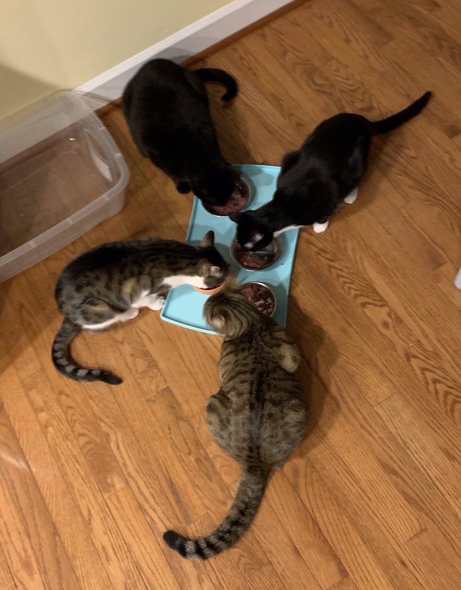 Garretttt2011's tweet photo. @mor100 @FundMac Cute! We now have 4 rescues. Two 4 years old and 2 soon to be a year old.  Two boys, 2 girls. https://t.co/mUX6lNVzED