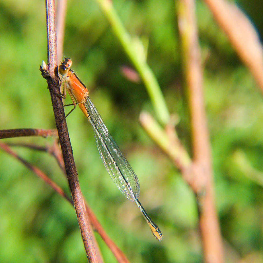 LoicRenia's tweet photo. on continu sur le thème des demoiselles et de la macro! le maitre mot donc pour en faire...c'est encore plus de patience!#argia #dancer #demoiselle #macrophotography #macrogrammer #guadeloupe #portlouis #gwadloupanmwenbèl #insect #nature #naturephotography #wildlifephotography https://t.co/x9ziDkxtjZ