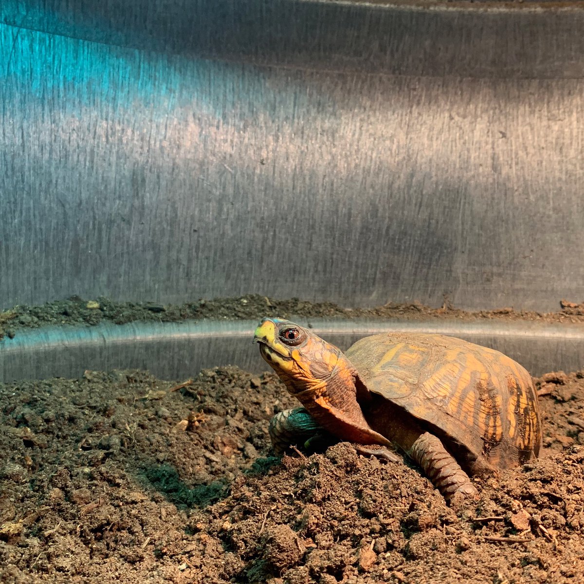 WildlifeEpiLab's tweet photo. Q: What do you call a turtle whoβs occupation is a chef?
A: a slow cooker
Happy weekend! #boxturtle #turtlejokes #savetheturtles #savetheworld https://t.co/5o7e3vjcXQ