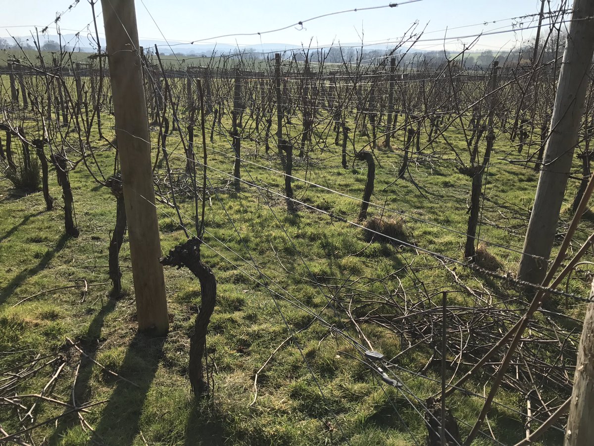 Glorious pruning weather, 43 rows done, 19 Chardonnay to go.