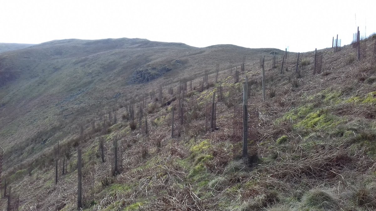 TreeFave's tweet photo. Very small trees. Wonderful to see rewilding happening in the Lake District. Swindale, Cumbria, UK. #trees #rewilding #LakeDistrict #hills #wildlife #photograghy #outdoors #Nature #NaturePhotography https://t.co/wybseXvJTl