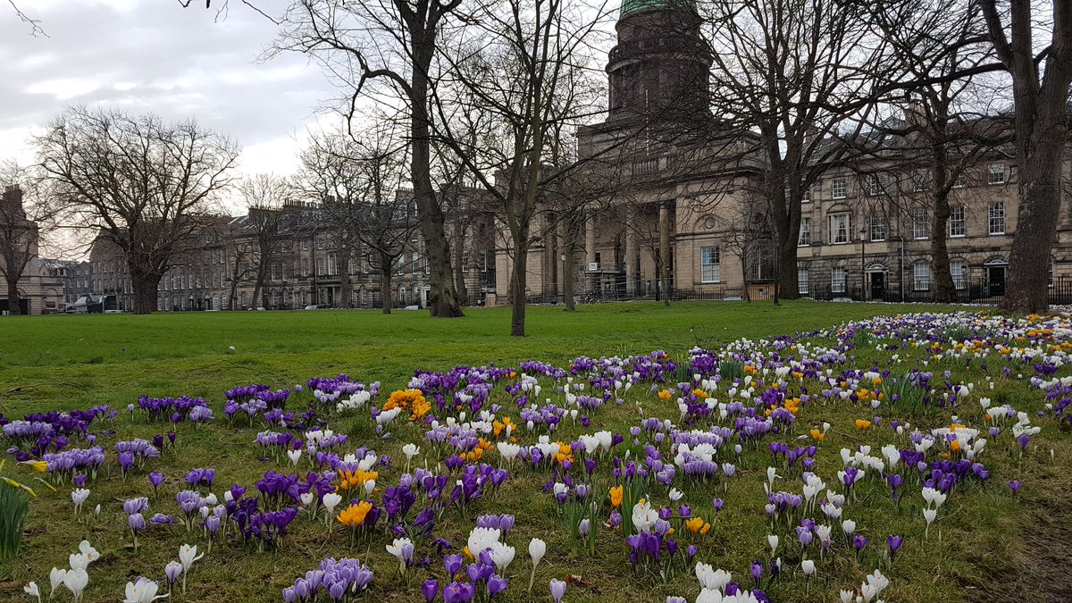 Spring is coming ! 
#Edinburgh
#charlottesquare #Scotland #ScotlandIsNow #scotspirit #Spring2019 #crocus #Flowers