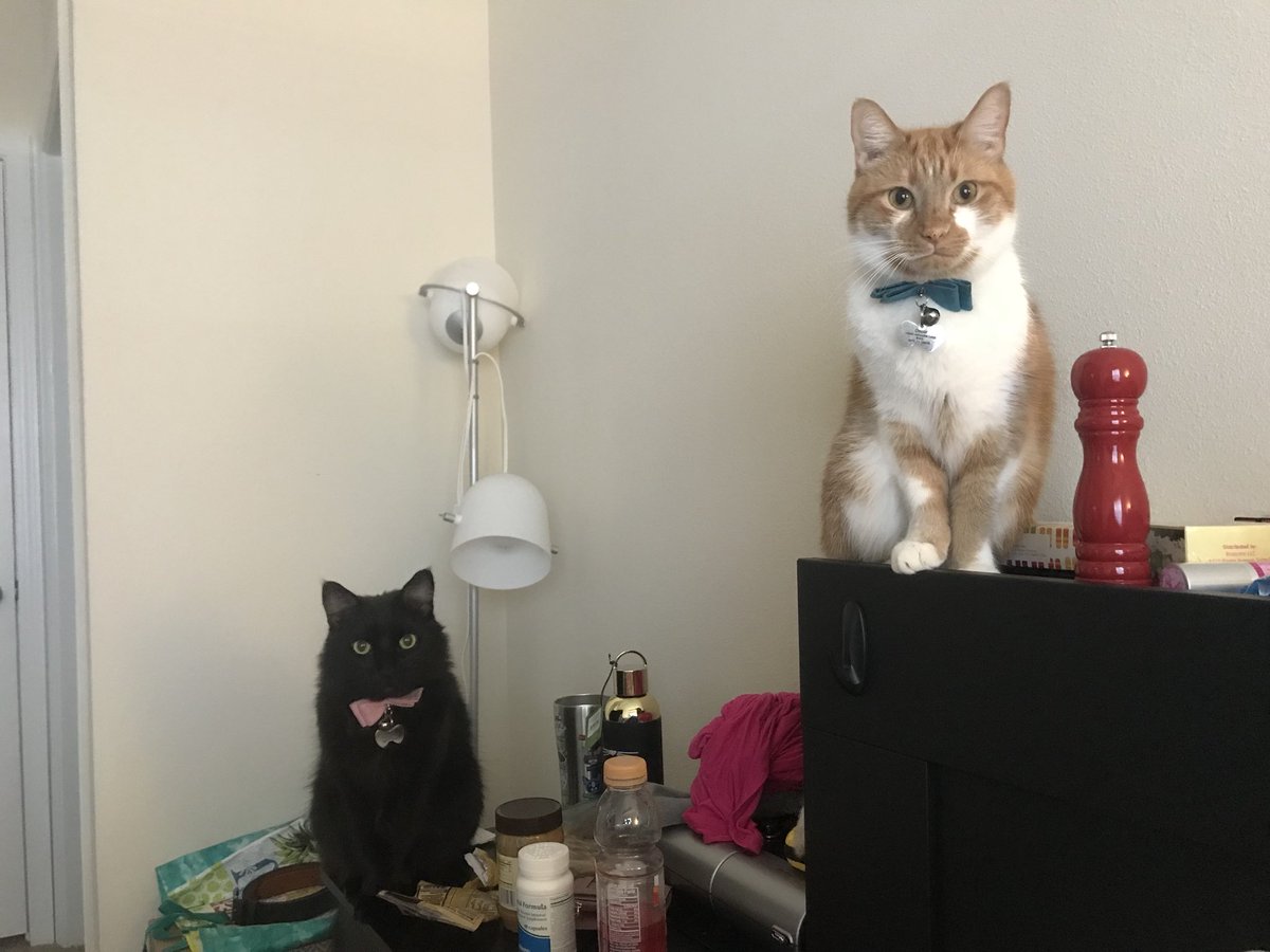 OscarFlaming's tweet photo. Mom, itβs 8:47. Feed us, or we are eating you. π #Starving #CatsHateLateBreakfast #WastingAway #Neglect #TastyHumans https://t.co/7mS4IIffWS