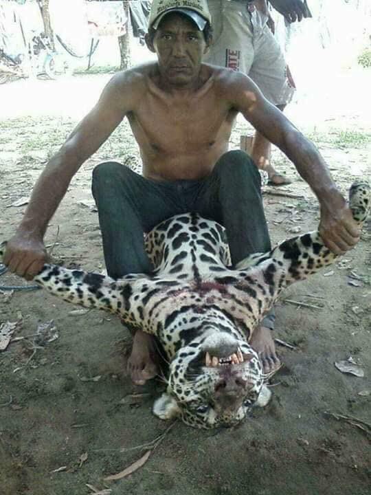XposeTrophyHunt's tweet photo. Killers having ‘fun’ with their jaguar! I hate these people!! As far as we know these ‘men’ haven’t been identified. Sam🤬  @Protect_Wldlife @PeterEgan6 @rickygervais https://t.co/najZPgykEy