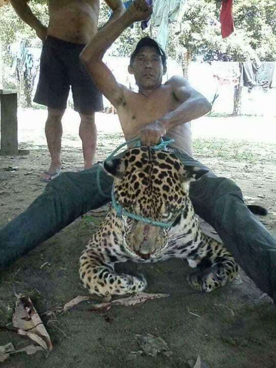 XposeTrophyHunt's tweet photo. Killers having ‘fun’ with their jaguar! I hate these people!! As far as we know these ‘men’ haven’t been identified. Sam🤬  @Protect_Wldlife @PeterEgan6 @rickygervais https://t.co/najZPgykEy