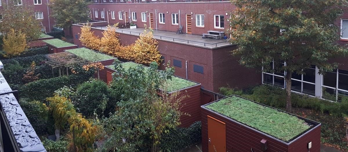 Stadmaken010's tweet photo. Groene daken vangen veel regenwater op en voorkomen zo wateroverlast. Bewoners van de Bergsingel vertellen hoe ze met subsidie van de gemeente hun schuurtjes vergroenden. Wil je ook weten hoe zij dit hebben aangepakt? Je leest het allemaal op: https://t.co/YeUEpt4kt6 #groenedaken https://t.co/1w5CrBoLhZ