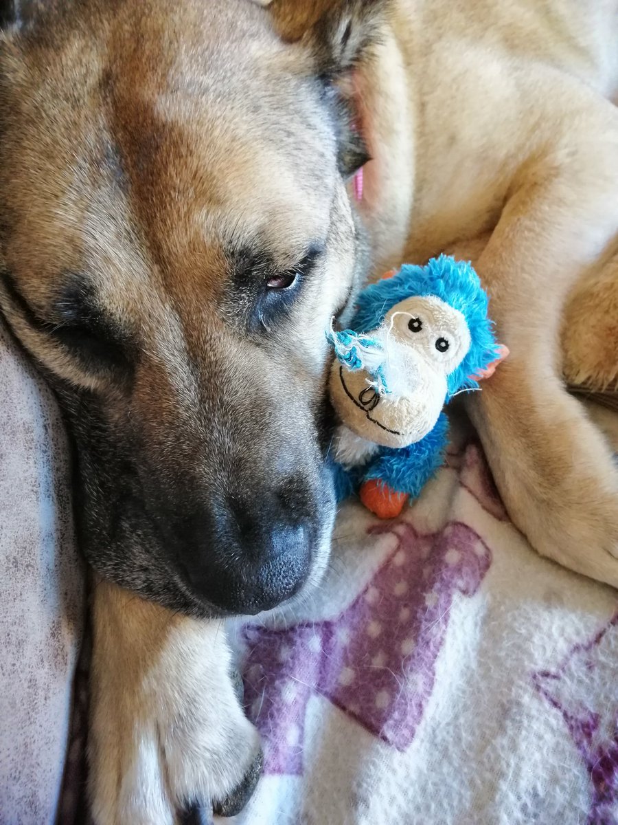 dogbus999's tweet photo. Frida would just like everypawdy know that Alan chewed off the monkeys nose but she is now looking after monkey so no further damage can be done. #dogbus #alanthejug #frida #monkey #missingnose
https://t.co/unDkNF2OcH https://t.co/cPgbafBMzW