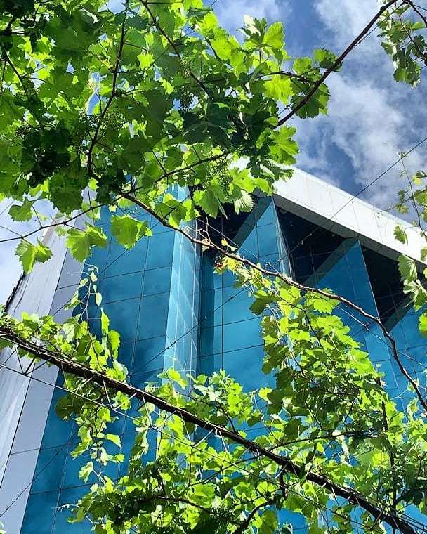 El #RosaBela amaneció con olor a frescura. Nuestro cultivo de uvas se encuentra más que listo para deleitar el paladar de huéspedes y visitantes ¡Productos cinco estrellas!