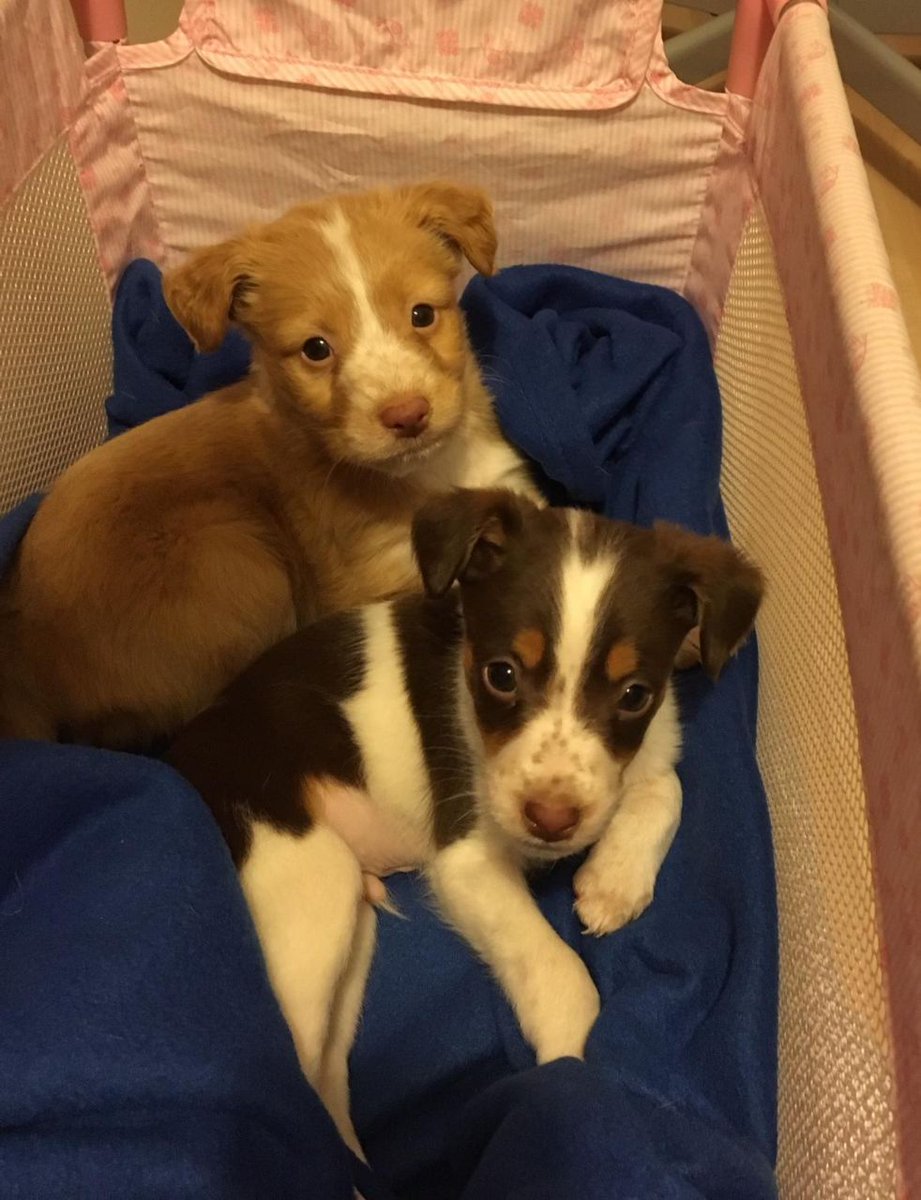 _Adopta_Madrid's tweet photo. Fred y George son dos hermanitos que a su corta edad han conocido el abandono... Por suerte, llegamos a tiempo y ahora descansan en una casa de acogida. Son mestizos de podenco orito y podenco portugués y necesitan adopción responsable, juntos o separados

💌 adopta.pam@gmail.com https://t.co/Y7gwQVgvBm