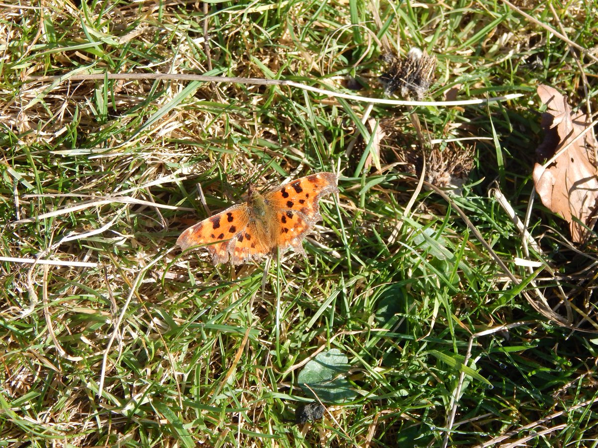 STARTSheffield's tweet photo. Butterflies and blackthorn, warm enough to paint en plein air?
Wondering about the morning of Sunday 3rd March - any takers?
#savesheftrees https://t.co/X5B9XqHrhJ