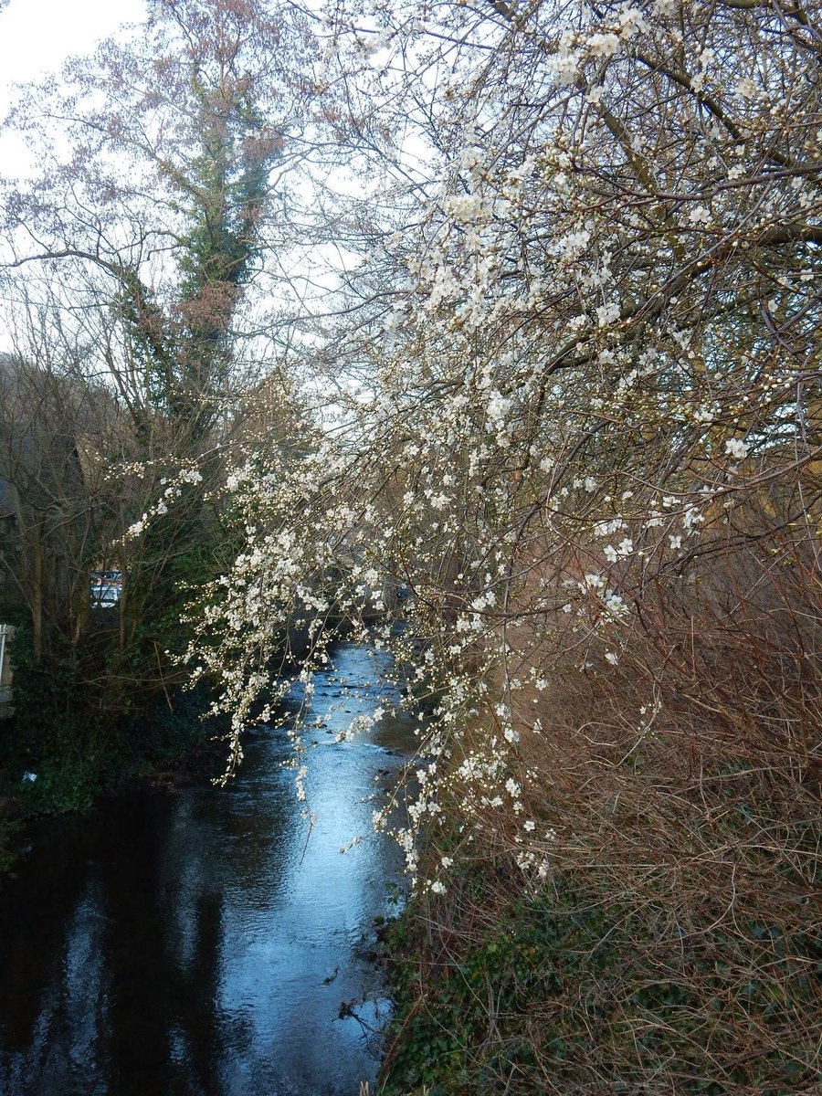 STARTSheffield's tweet photo. Butterflies and blackthorn, warm enough to paint en plein air?
Wondering about the morning of Sunday 3rd March - any takers?
#savesheftrees https://t.co/X5B9XqHrhJ