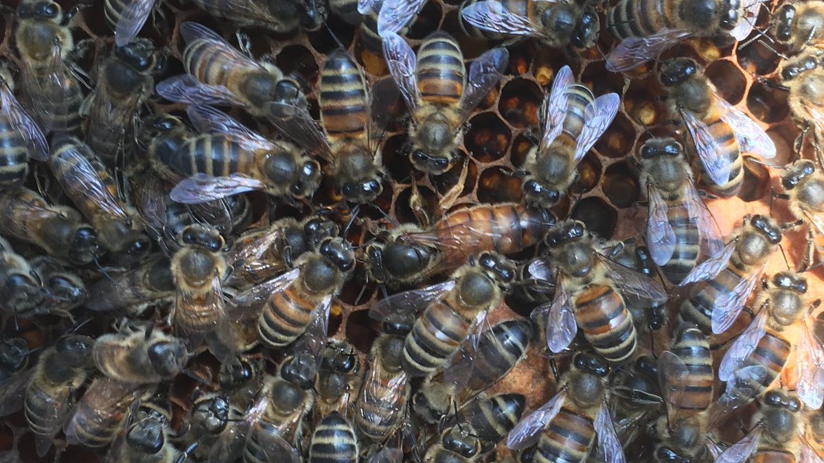 First hive check of the year, very strong hive heavy brood and eggs everywhere. Even managed to see the overwintered Queen 👑🐝. Same every year as to how under prepared I am for the season so much to do