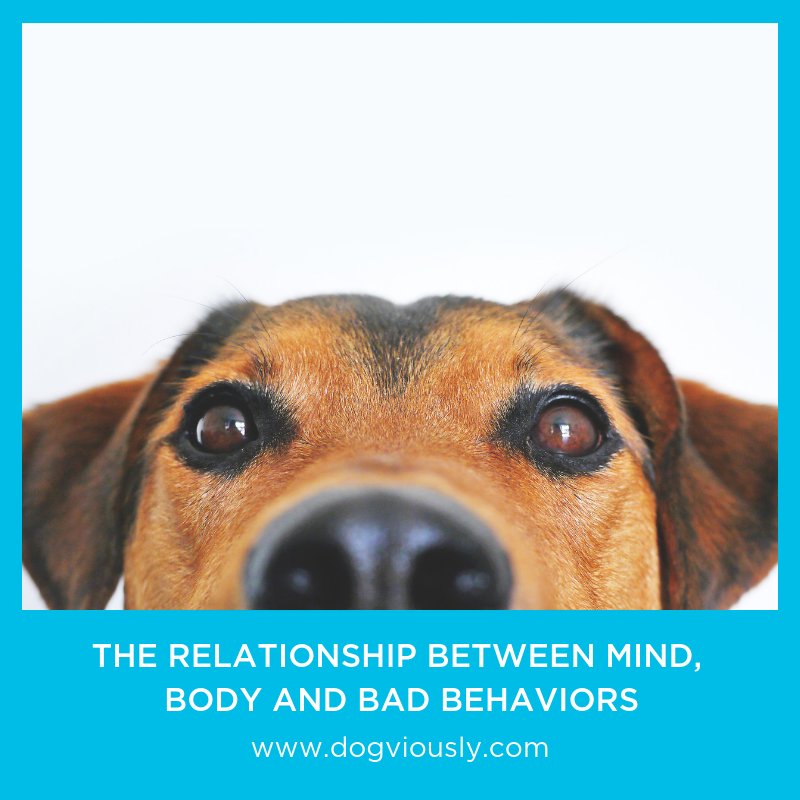 dogviously's tweet image. There is a new concept emerging in the dog training world. Well, it is not new, more like something we are becoming more aware of. The concept of integrating mental stimulation back into our dog’s lives plays an important role when it comes to behavior. 
goo.gl/U1dqNL