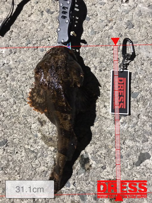 カジカの特徴 見分け方 写真から探せる魚図鑑