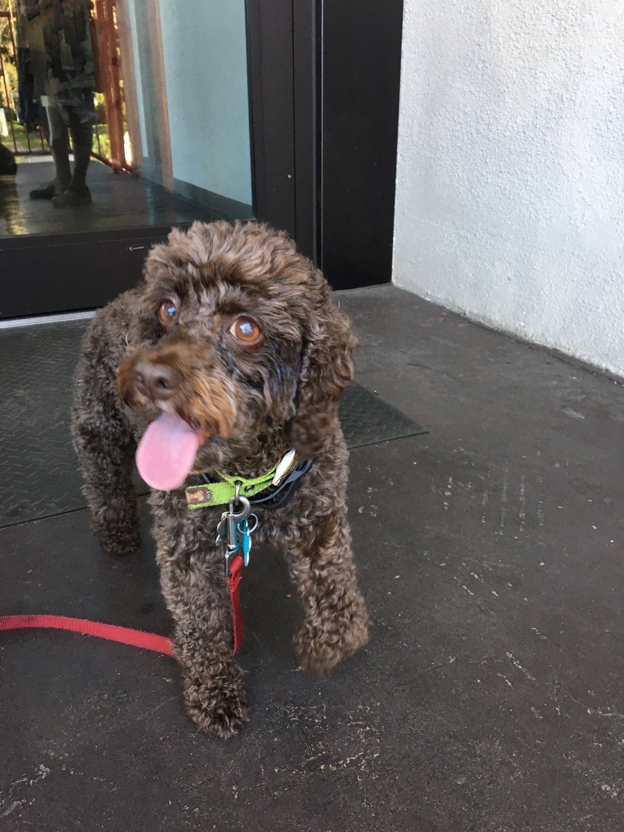 wiadtb's tweet image. You never know who will attend #WIAD19 Tampa Bay — say hello to our first four-legged attendee! #designfordifference