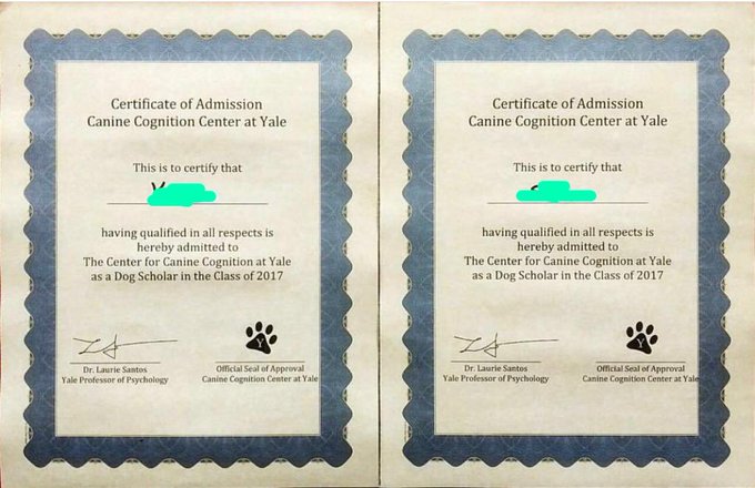 Dois diplomas de Yale para dois caninos de 2017.