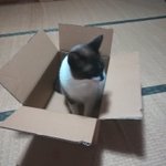 我が家の飼い猫にお留守番をお願いした結果→嘘だろ？な光景が