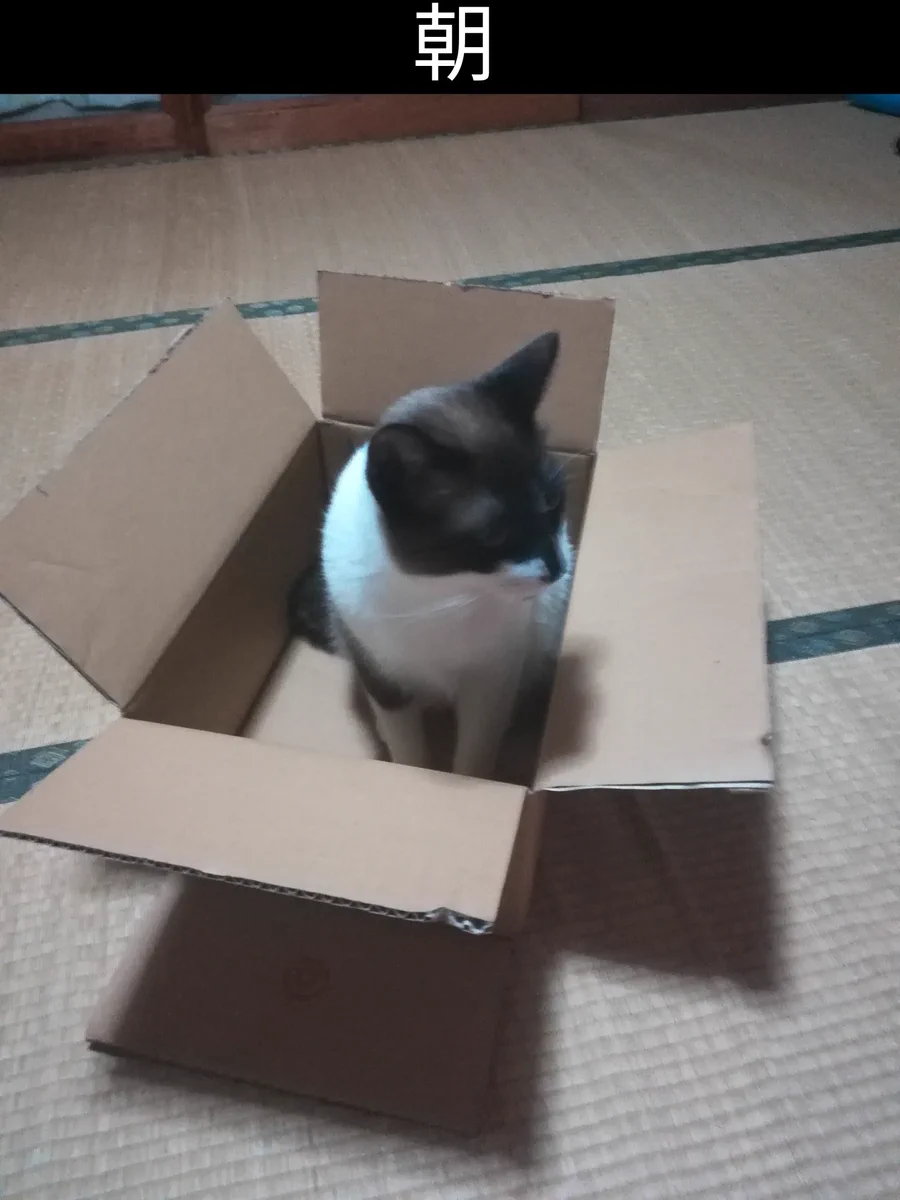 我が家の飼い猫にお留守番をお願いした結果→嘘だろ？な光景が