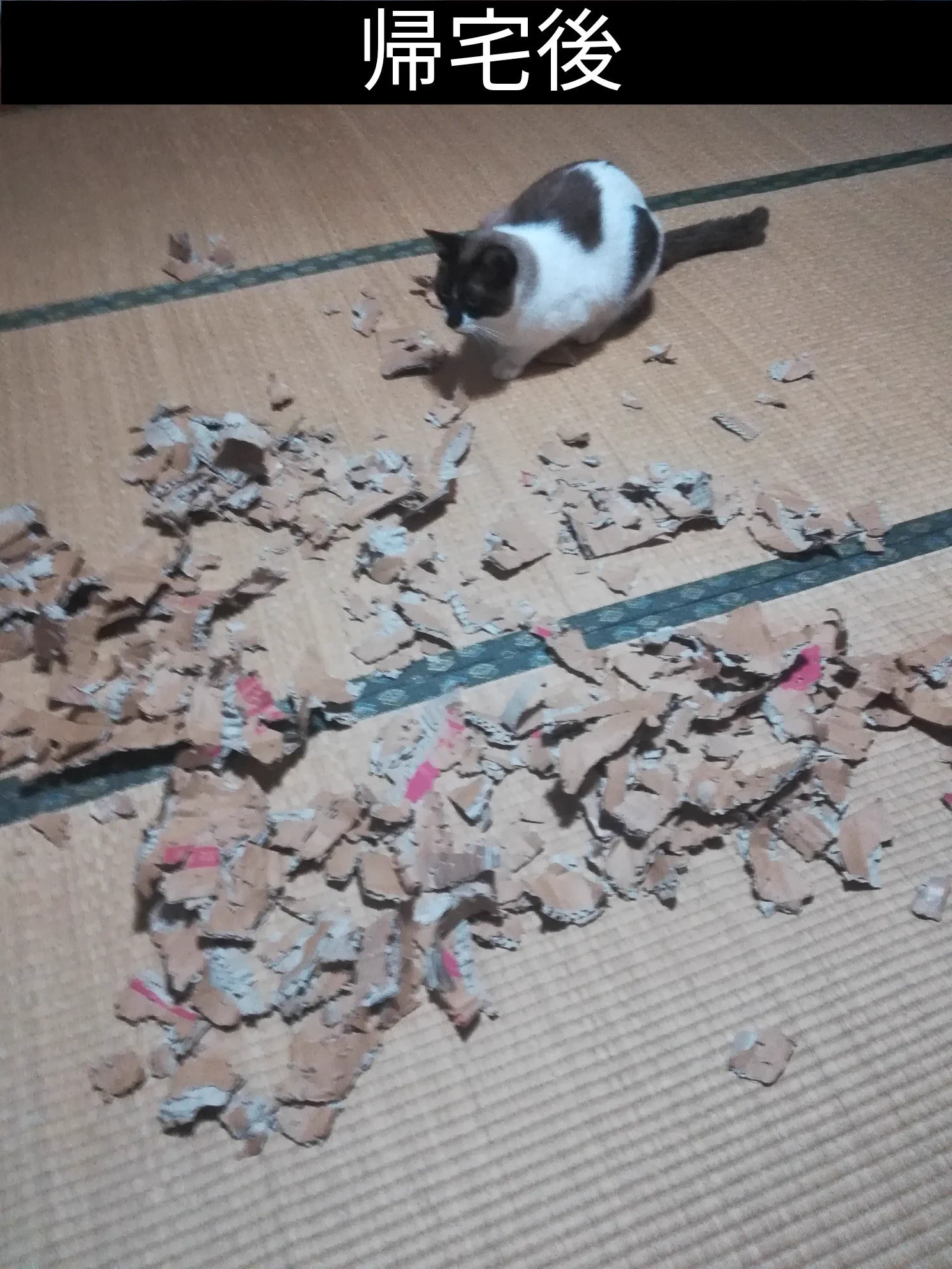 我が家の飼い猫にお留守番をお願いした結果→嘘だろ？な光景が