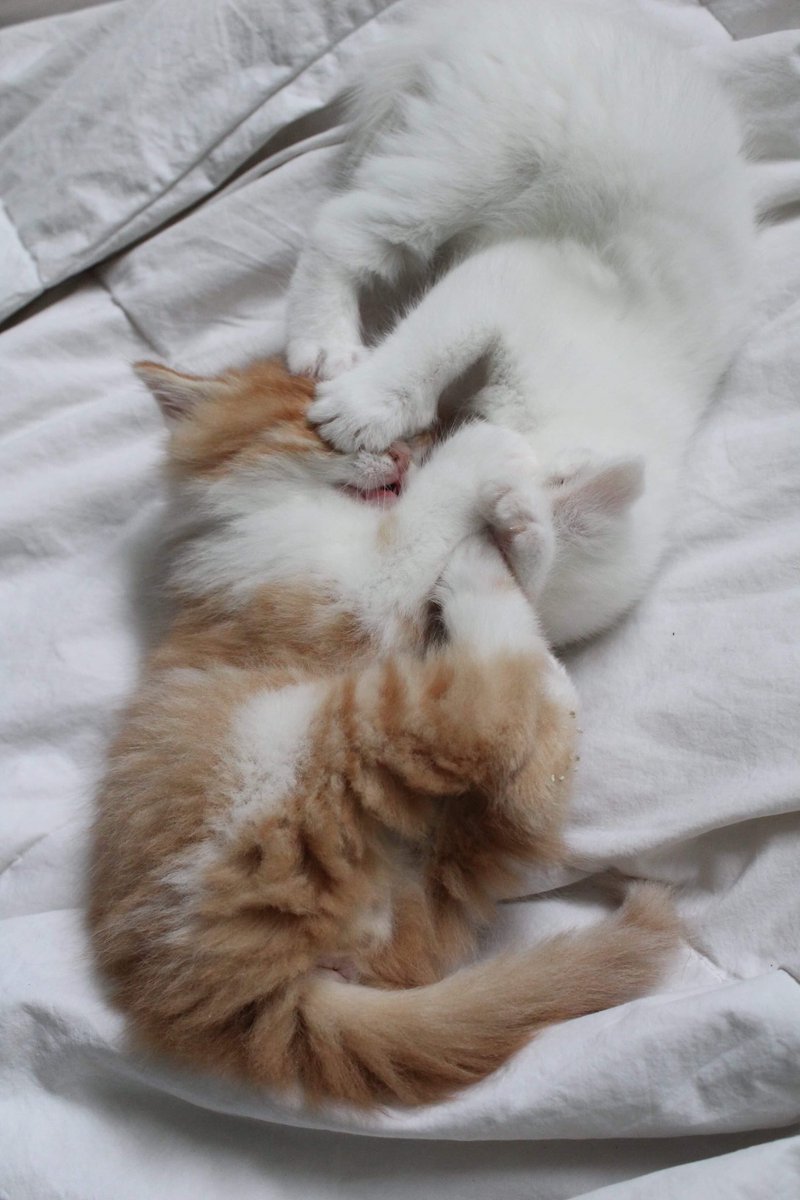 FigaroLale's tweet photo. GOOODMORNING CAT LOVERS😍 as you know I didn’t sleep yet, I have been up all night bugging my sibling and my humans 😼 it’s what I like to do most 🐾 #figarotheorangecat #nosleep #cutekitten #littlebugger #follow #catsoftheday #catstagram #CatsOnTwitter #catlover #catloversclub https://t.co/LNWeSPRpH1