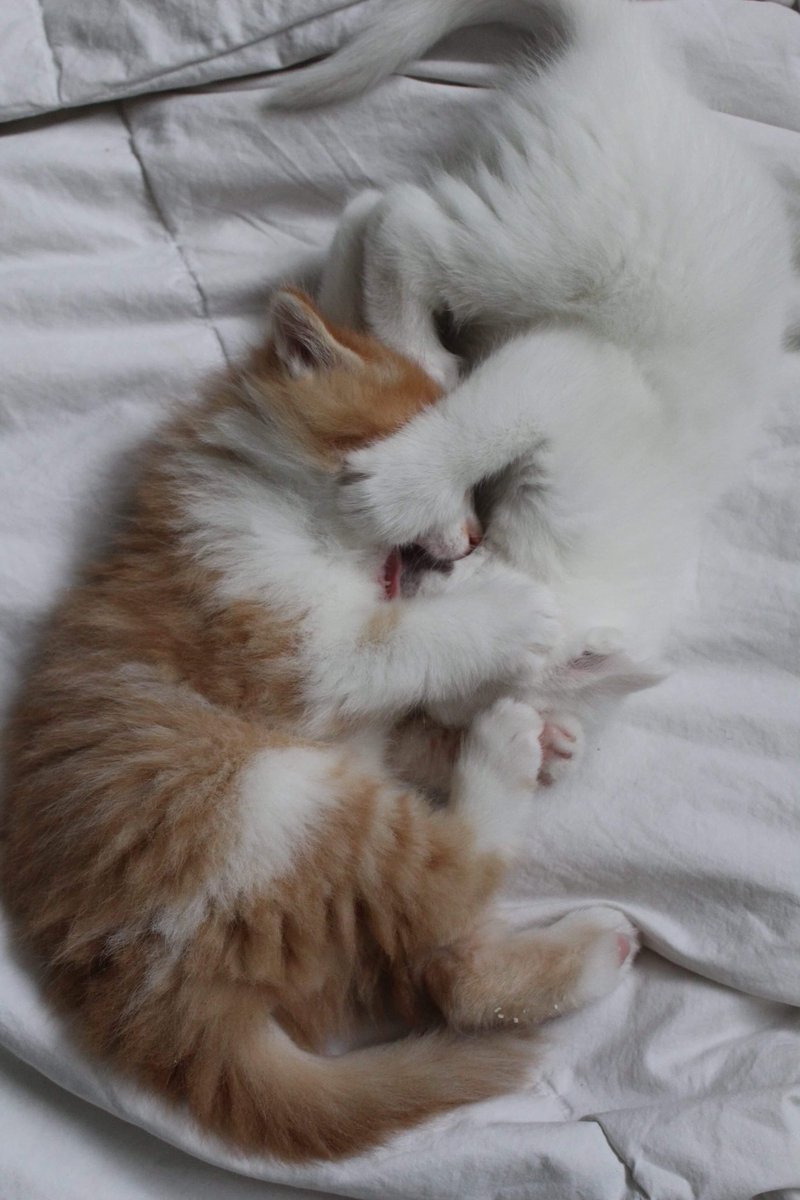 FigaroLale's tweet photo. GOOODMORNING CAT LOVERS😍 as you know I didn’t sleep yet, I have been up all night bugging my sibling and my humans 😼 it’s what I like to do most 🐾 #figarotheorangecat #nosleep #cutekitten #littlebugger #follow #catsoftheday #catstagram #CatsOnTwitter #catlover #catloversclub https://t.co/LNWeSPRpH1