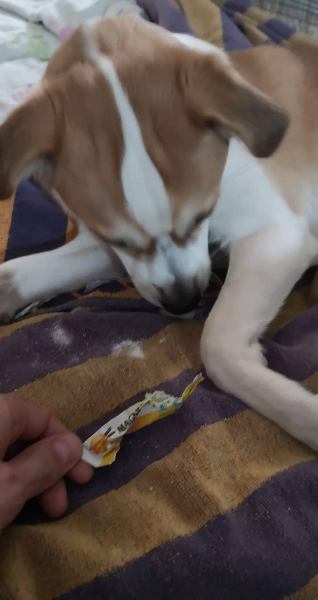 How Much Magnesium Should I Give My Dog