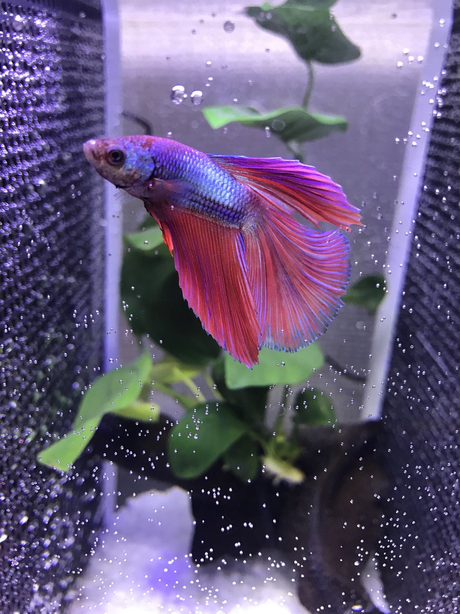 ベタ魚 ベタ魚