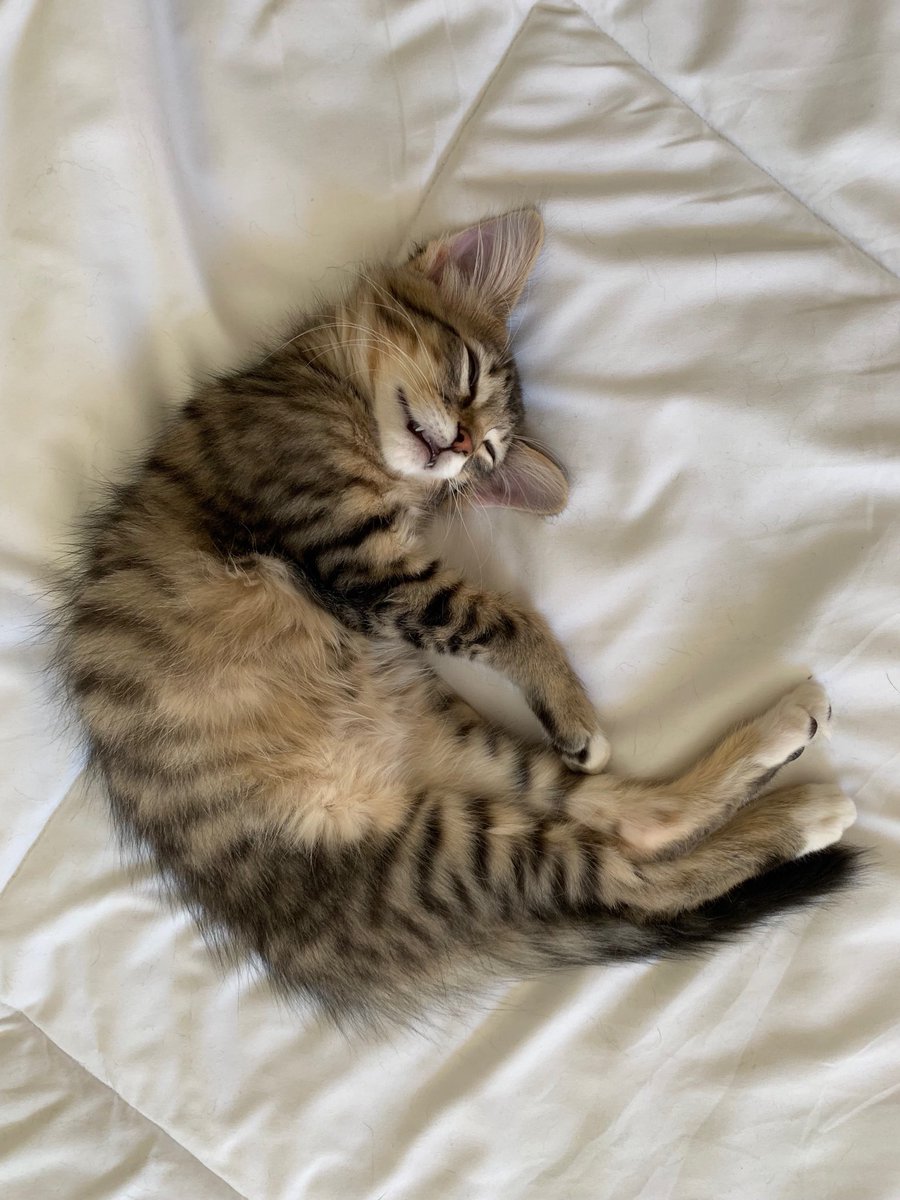 SandraLEaton's tweet photo. Today is the puuurfect day for a nap #Caturday https://t.co/ThJq9QWdXm