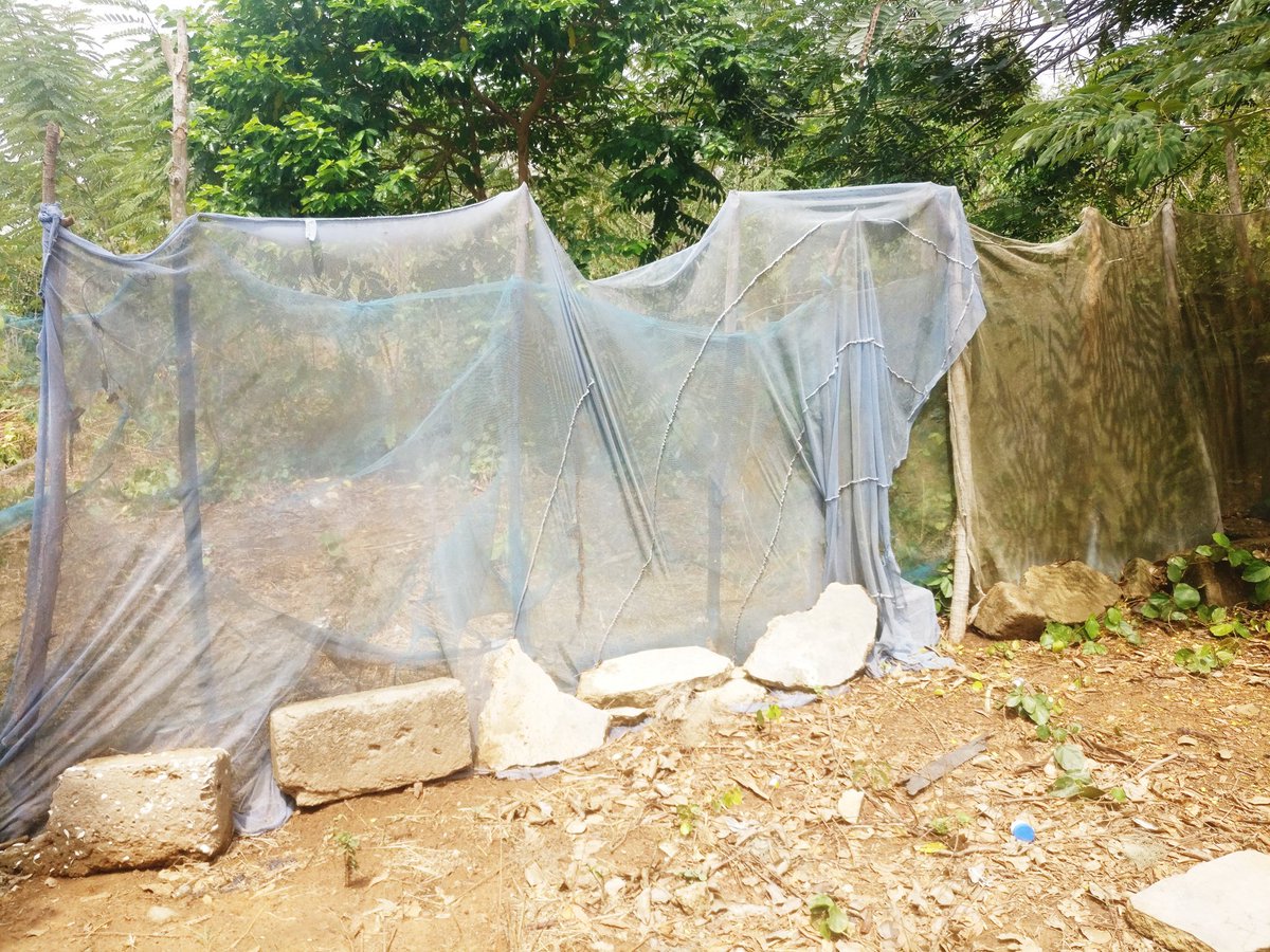 richieselormey's tweet photo. #Mosquito nets being used as garden fences while #Malaria burden, #Mortalities, #Cost to the #healthsystem and #economy remain very high.
Many collect the #ITNs and never use it 
Time for a rethink of #Malaria prevention? https://t.co/LXfnJPcSJB