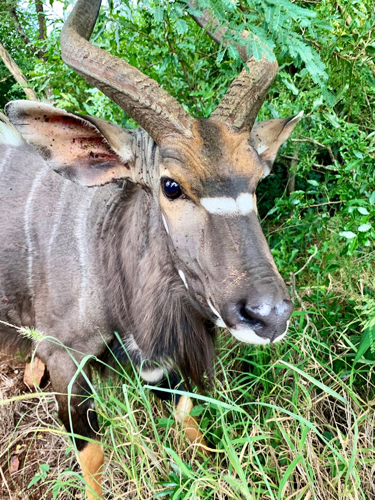 At <a href="/thanda_/">Thanda</a> in Northern KwaZulu Natal where the wild things are on this beautiful 14000ha game reserve that is covered with lush bush and trees, and accommodation is in luxury tents, this male nyala lives outside mine 🦌 <a href="/theresagibbon/">Theresa Gibbon</a>