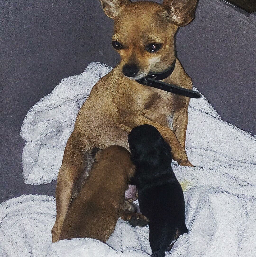 Ted37333467's tweet photo. Die beiden sind sooooo groß geworden 😂🥰🐕❤️ #Chihuahua #puppy #baby #tbt #sweet #cute #love #familie #solangeher #dog #newborn #winzig #ilovemydog #doglover https://t.co/P8F3M7vXSv