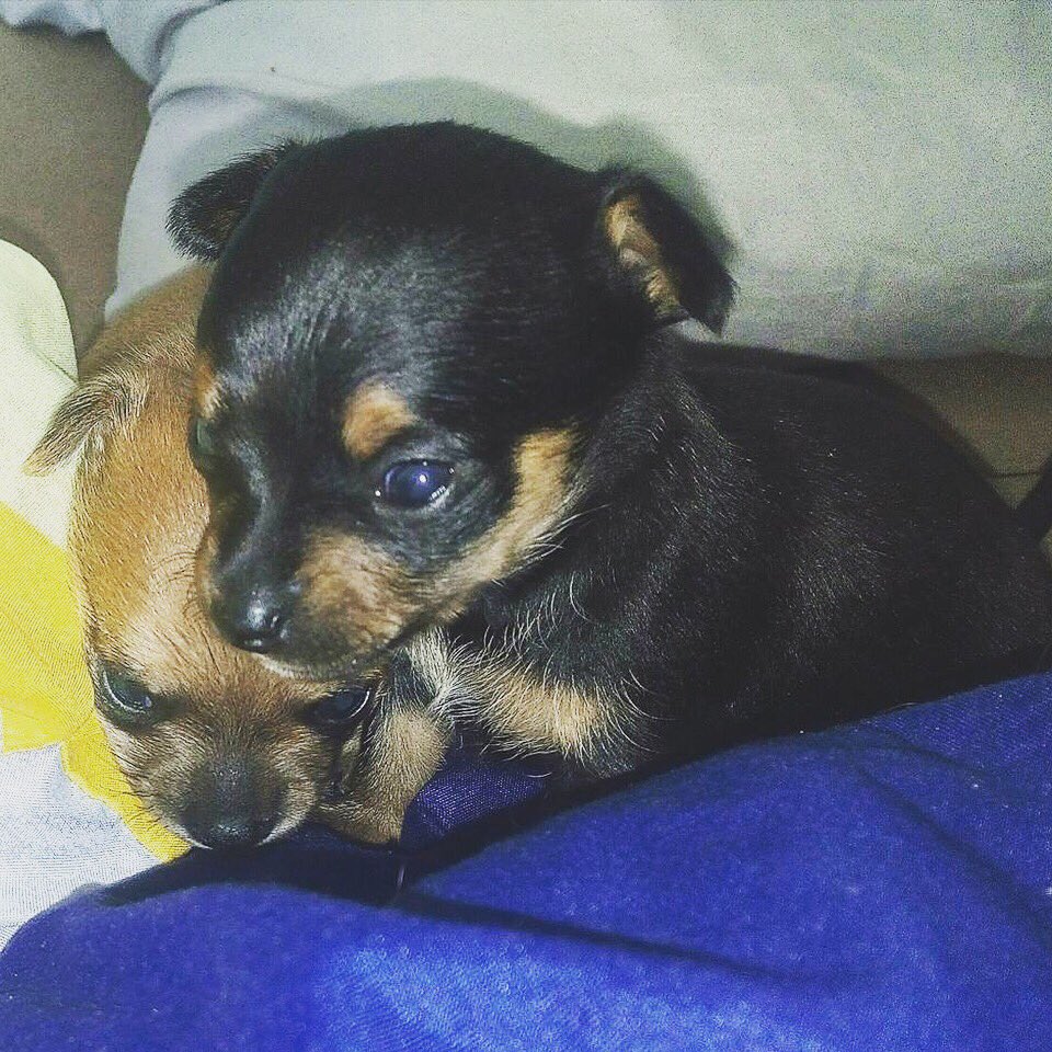 Ted37333467's tweet photo. Die beiden sind sooooo groß geworden 😂🥰🐕❤️ #Chihuahua #puppy #baby #tbt #sweet #cute #love #familie #solangeher #dog #newborn #winzig #ilovemydog #doglover https://t.co/P8F3M7vXSv