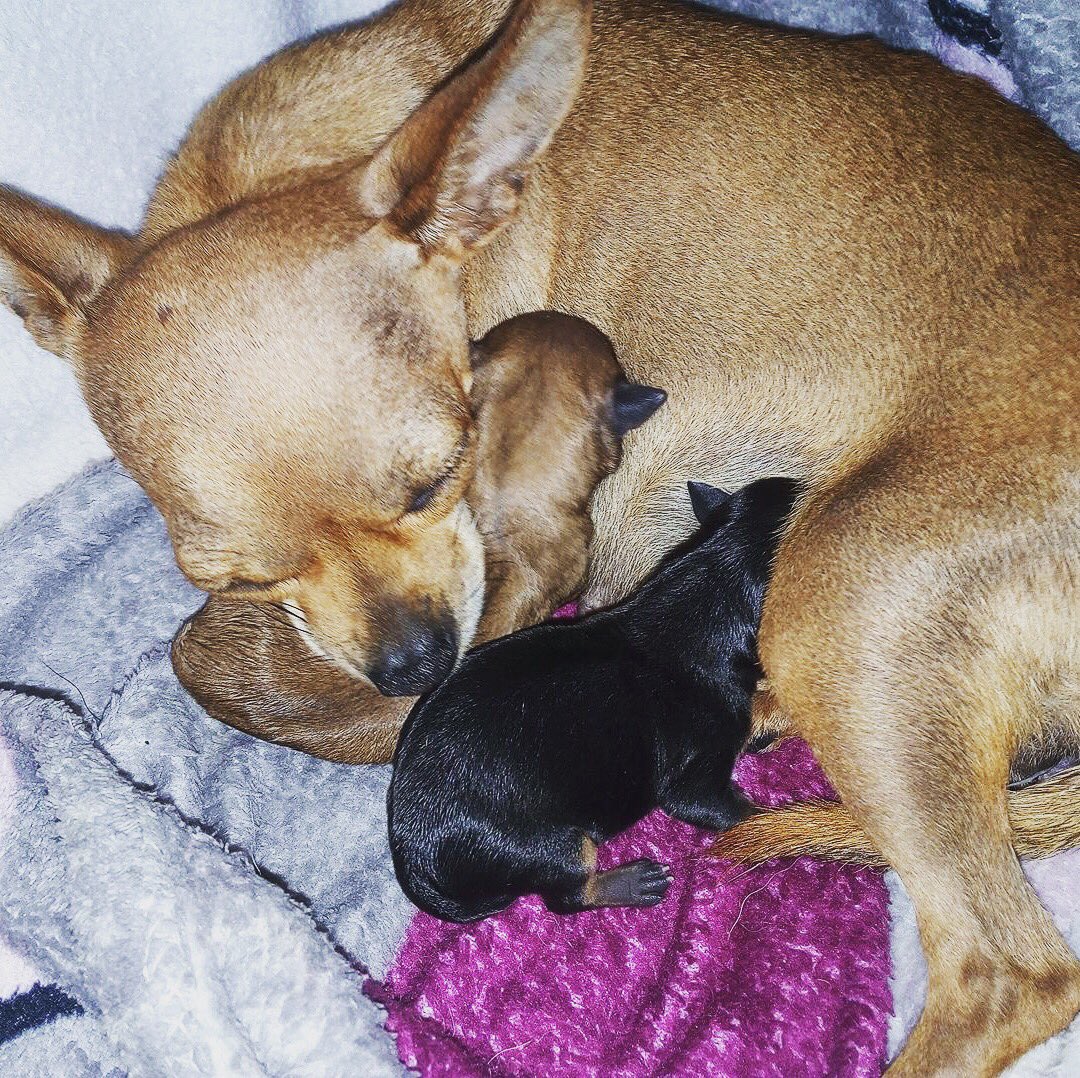 Ted37333467's tweet photo. Die beiden sind sooooo groß geworden 😂🥰🐕❤️ #Chihuahua #puppy #baby #tbt #sweet #cute #love #familie #solangeher #dog #newborn #winzig #ilovemydog #doglover https://t.co/P8F3M7vXSv