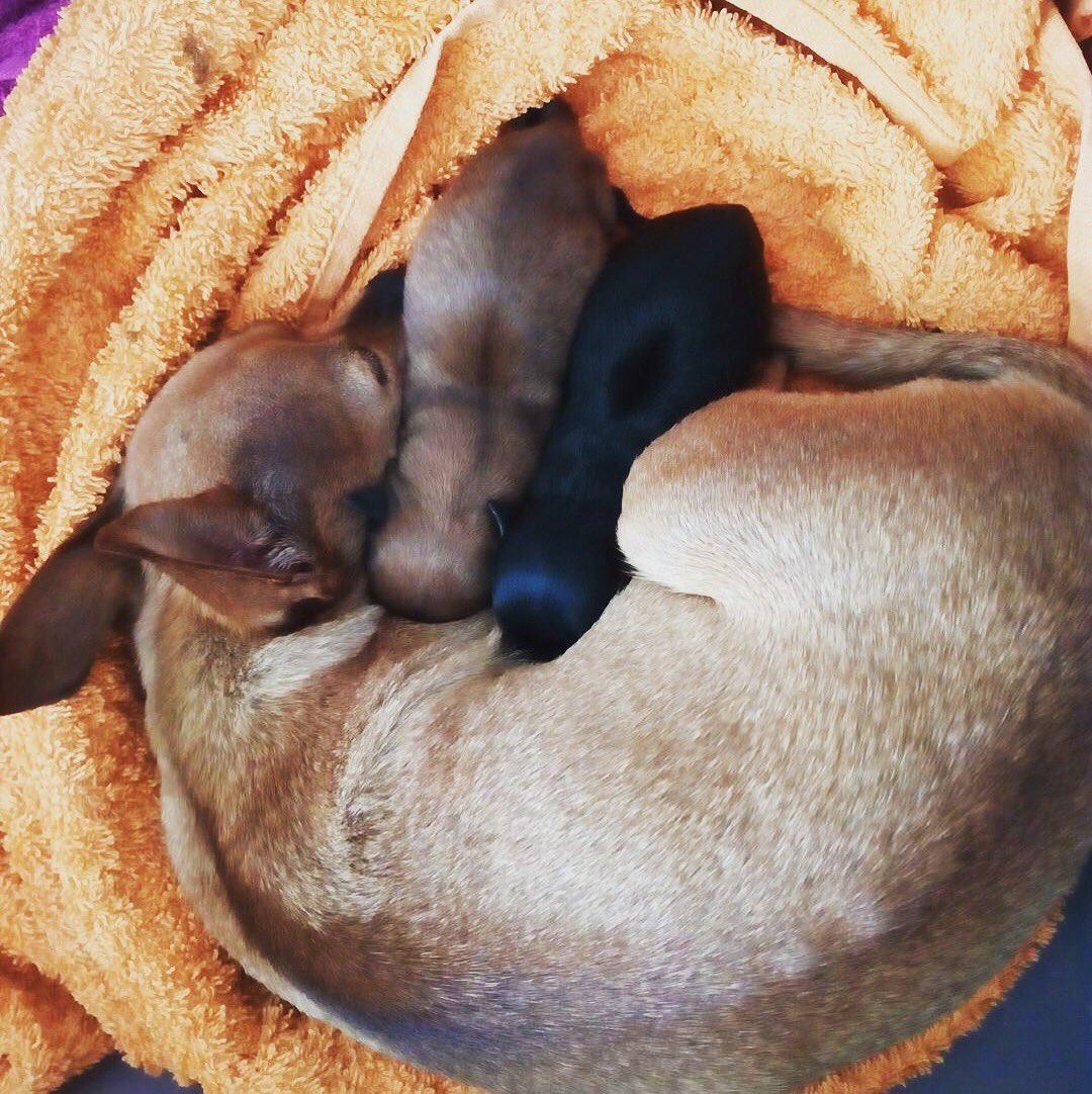 Ted37333467's tweet photo. Die beiden sind sooooo groß geworden 😂🥰🐕❤️ #Chihuahua #puppy #baby #tbt #sweet #cute #love #familie #solangeher #dog #newborn #winzig #ilovemydog #doglover https://t.co/P8F3M7vXSv