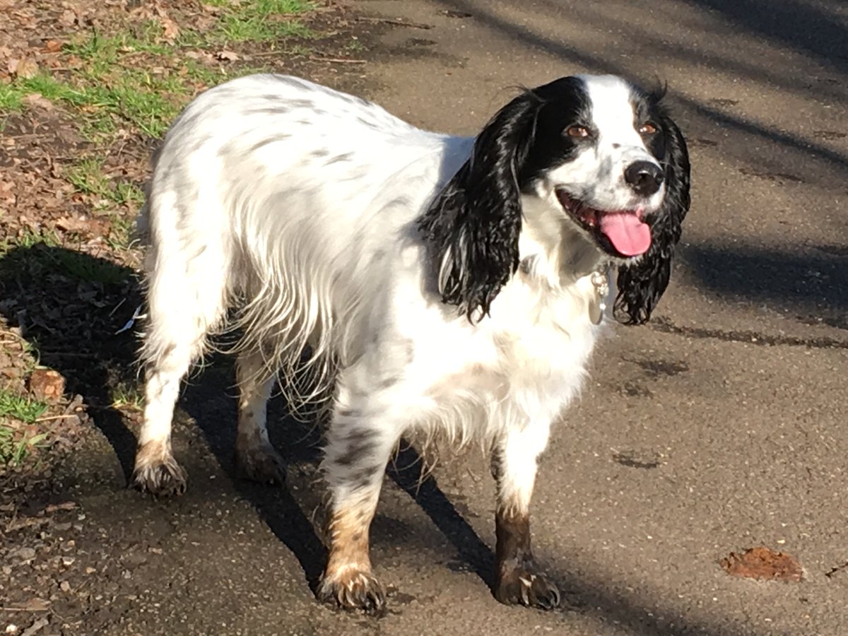 LucyAlexandria's tweet photo. #MollyDog on #ThundersleyCommon walkies today. All muddy, then went for a swim 🙈 at least she washed the mud off! Met a lady who asked if I will loan Molly out to do her washing 🤣
#AssistanceDog #dog #dogsoftwitter #Essex #Thundersley #cockerspaniel #spaniel #MollyDogWithABlog https://t.co/vBZ123Rejr