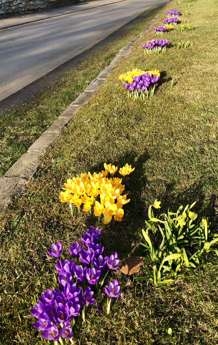 Spring has sprung! 💜💛xxx
