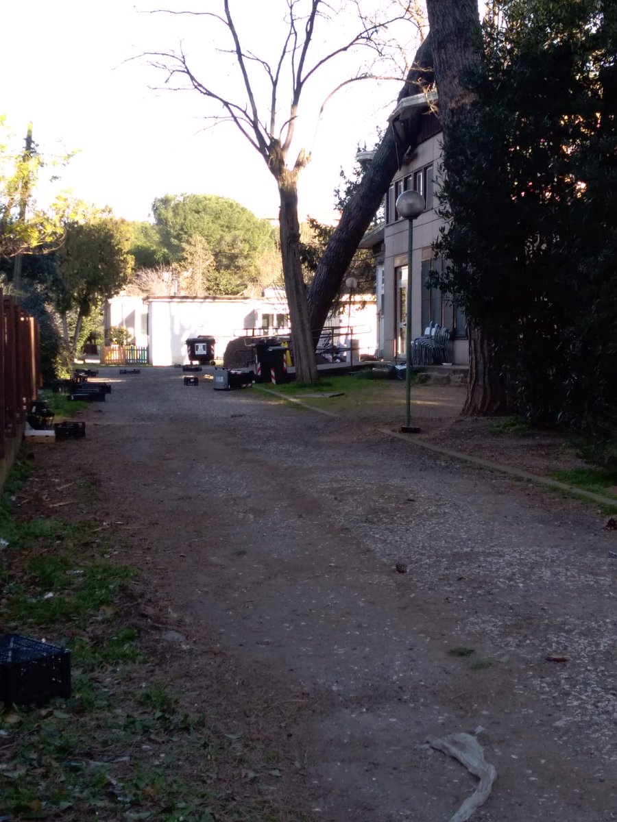 SergioDL's tweet photo. 23 febbraio - Scuola Giovanni XXIII - Roma Quando cade un albero di sabato in una scuola di Roma in un Municipio a 5 stelle penserai: “subito lo tolgono” e invece... la scuola resterà chiusa sino a ...Forse perchè si devono consultare con la base? E meno male nessuna vittima. https://t.co/vLwTuVzvoo