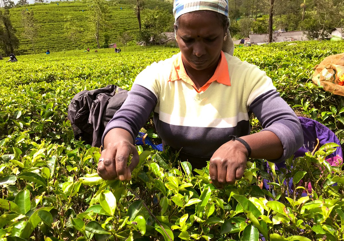 PLUCKING LEAVES WITH LOVE PROVIDES TEA FOR THE SOUL