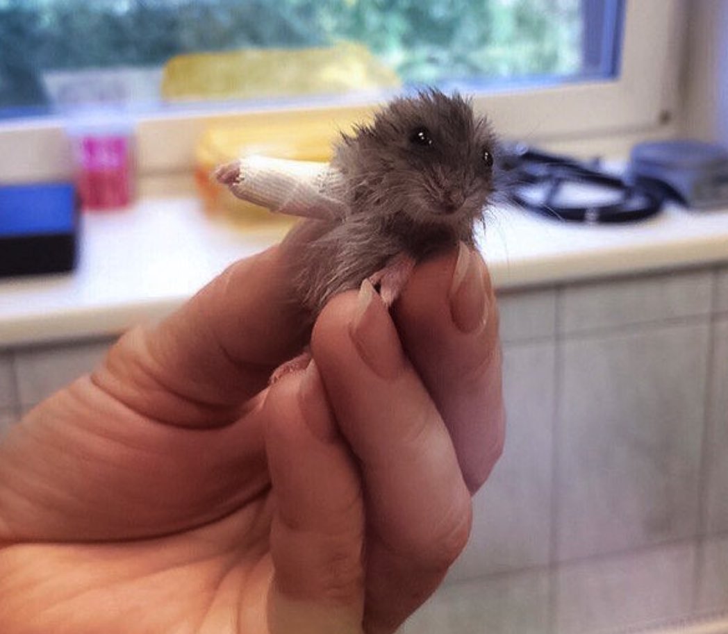 Кого завести вместо хомяка