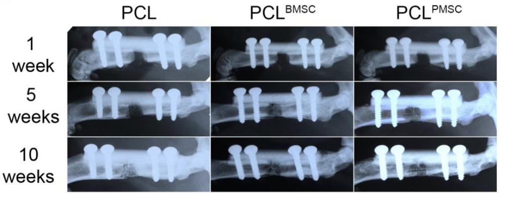 Robert Zondervan, DO, PhD (@robzondervan) on Twitter photo #FractureFriday Periosteum-derived mesenchymal stem cells show improved survival and bone formation over bone marrow-derived mesenchymal stem cells when implanted in scaffolds in a #fracture model.
ncbi.nlm.nih.gov/pubmed/30785671
<a href="/ORSsociety/">Orthopaedic Research Society</a> <a href="/isfrfractures/">ORS ISFR</a> <a href="/TheGoldenTibia/">Golden Tibia</a> #FractureFriday Periosteum-derived mesenchymal stem cells show improved survival and bone formation over bone marrow-derived mesenchymal stem cells when implanted in scaffolds in a #fracture model.
ncbi.nlm.nih.gov/pubmed/30785671
<a href="/ORSsociety/">Orthopaedic Research Society</a> <a href="/isfrfractures/">ORS ISFR</a> <a href="/TheGoldenTibia/">Golden Tibia</a>