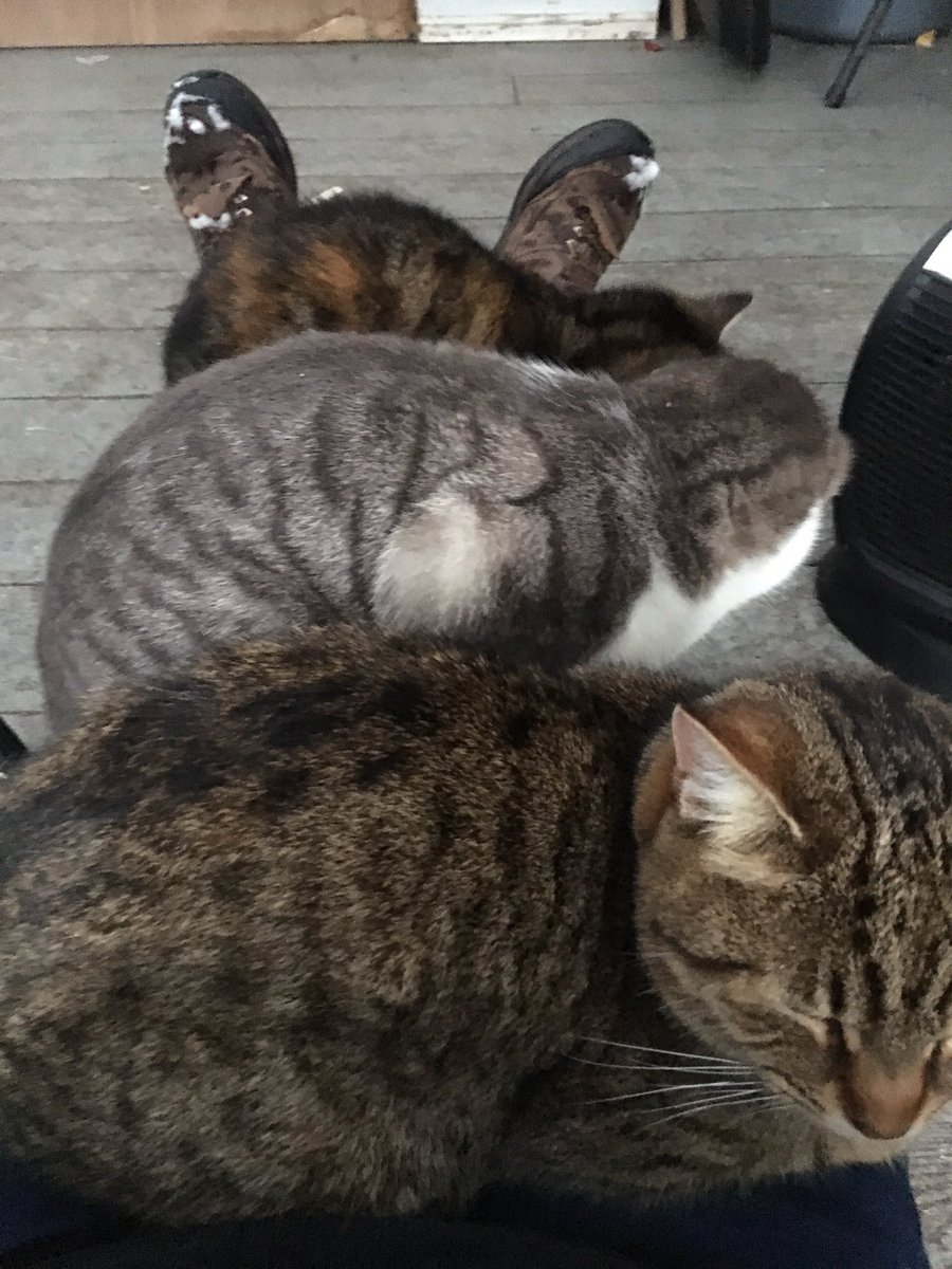 Three tabby kittens sitting on my legs in a row