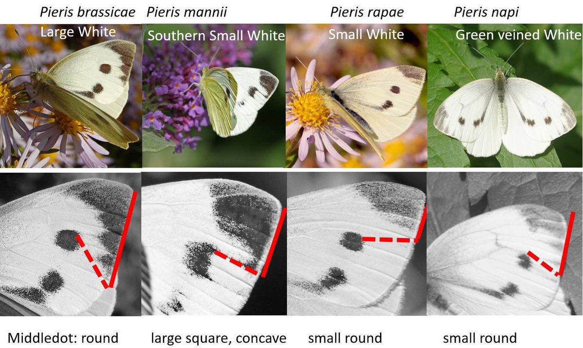 Here is how to tell the difference between the White butterflies including the Southern Small White - coming to Suffolk soon!